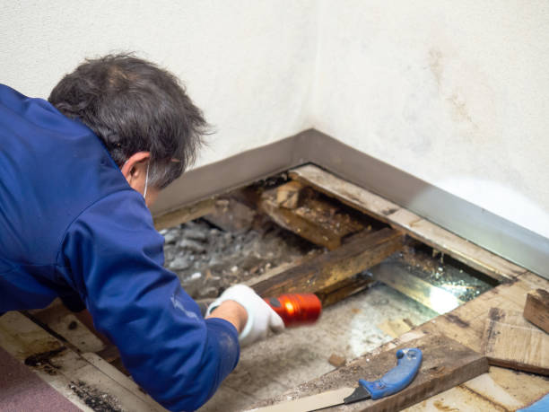 Best Residential Mold Remediation in Vine Grove, KY