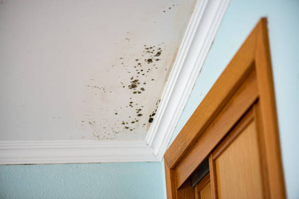 Best Bathroom Mold Remediation in Vine Grove, KY