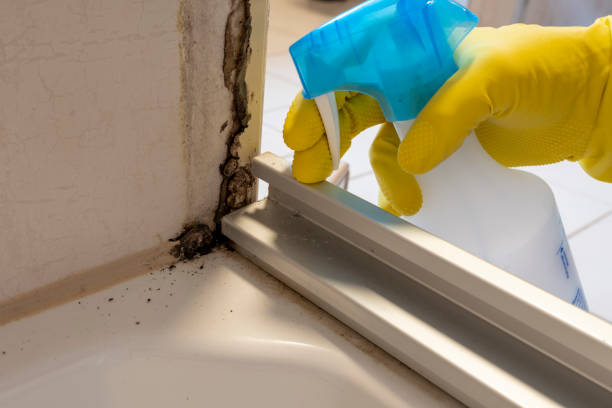 Best Crawl Space Mold Remediation in Vine Grove, KY
