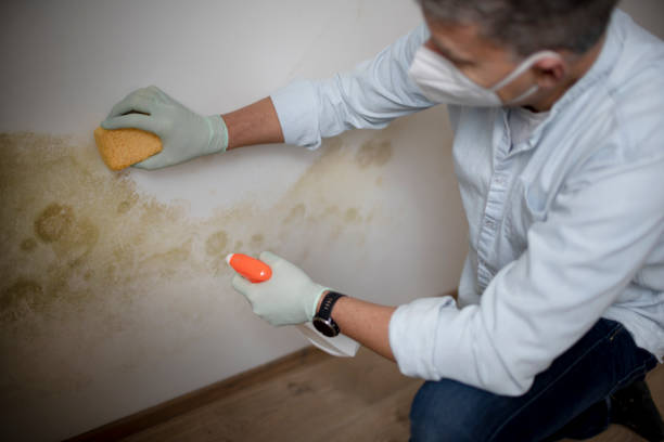 Best White Mold Remediation in Vine Grove, KY