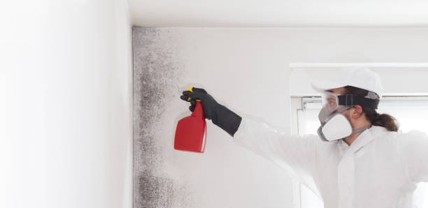 Best Bathroom Mold Remediation in Vine Grove, KY